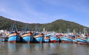 Đẩy nhanh tiến độ kiểm tra, cấp phép tàu cá trên địa bàn