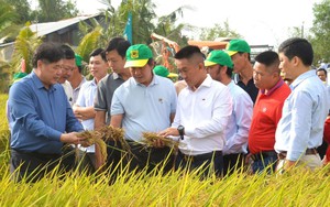 Canh tác lúa giảm phát thải: Hành trình nâng cao giá trị hạt gạo Việt