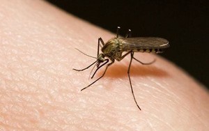 Phản ánh điểm nguy cơ sốt xuất huyết bằng ứng dụng Y tế trực tuyến