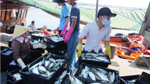 Saigon Co.op đẩy mạnh thu mua hải sản an toàn cho ngư dân 