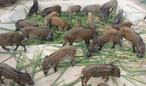 TPHCM  hỗ trợ xây dựng công trình xử lý chất thải chăn nuôi 