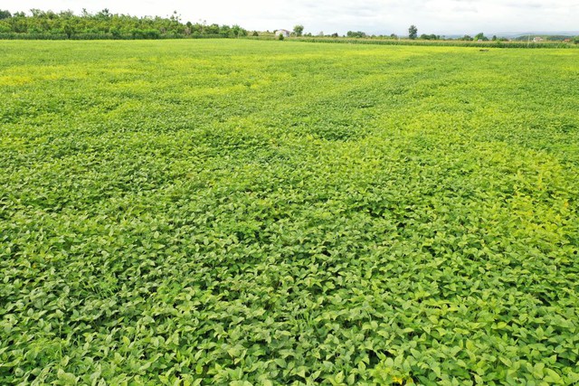 Sở hữu hơn 1.500 nguồn gene đậu nành, Vinasoy hướng đến phát triển vùng nguyên liệu bền vững - Ảnh 2.