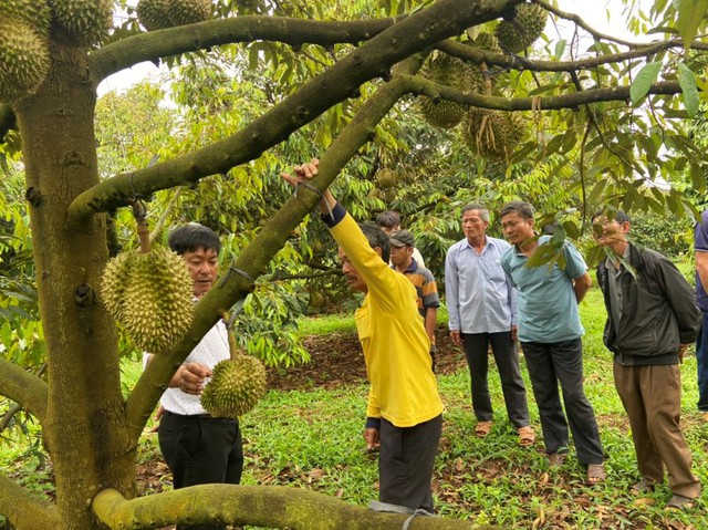 OM CAMAU giúp giảm chi phí canh tác cho cây Sầu riêng - Ảnh 1.