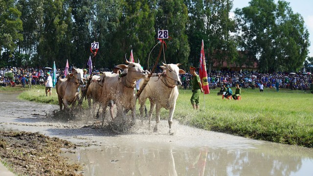 Tưng bừng hội đua bò Bảy núi tỉnh An Giang- Ảnh 1.