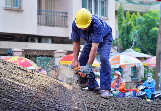 Chủ động cắt tỉa, đốn hạ cây sâu bệnh, mục rỗng đề phòng ngã đổ- Ảnh 2.