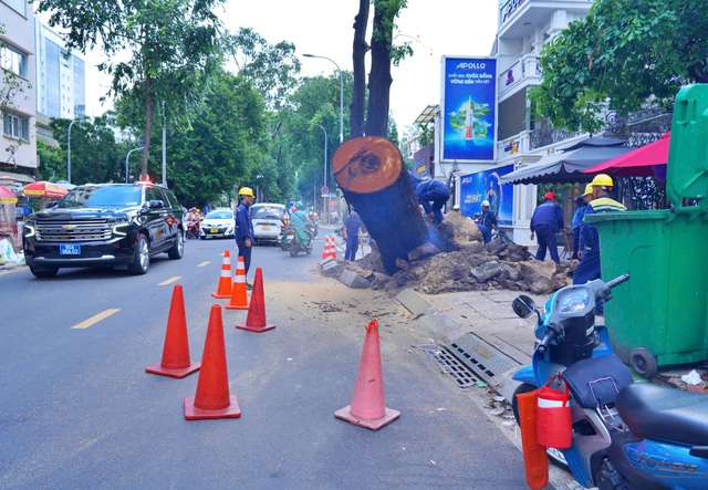 Chủ động cắt tỉa, đốn hạ cây sâu bệnh, mục rỗng đề phòng ngã đổ- Ảnh 3.