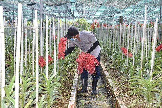 TPHCM phấn đấu đạt 14.000 tỷ đồng giá trị sản xuất hoa, cây kiểng vào năm 2030- Ảnh 1.