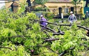 TPHCM cử 48 nhân viên công ty cây xanh hỗ trợ miền Bắc khắc phục bão