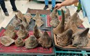 Hải quan TPHCM bắt giữ gần 100 kg mẫu vật nghi sừng tê giác 