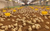 Đẩy mạnh phát triển nông nghiệp tuần hoàn trong lĩnh vực chăn nuôi tại TPHCM