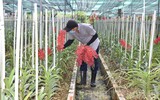 TPHCM phấn đấu đạt 14.000 tỷ đồng giá trị sản xuất hoa, cây kiểng vào năm 2030