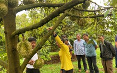 OM CAMAU giúp giảm chi phí canh tác cho cây sầu riêng