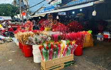TPHCM: C&#225;c chợ hoa nhộn nhịp những ng&#224;y cận Tết