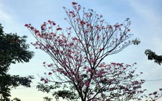 Hoa k&#232;n hồng nở sớm, đẹp ‘đốn tim’ người đi đường