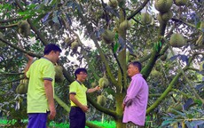 NPK Cà Mau: Chìa khóa vàng cho cây sầu riêng Tây Nguyên