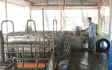 Triển khai nhiều giải pháp để phòng chống dịch tả lợn châu Phi
