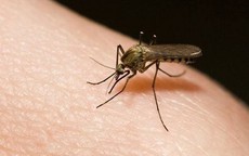Phản ánh điểm nguy cơ sốt xuất huyết bằng ứng dụng Y tế trực tuyến