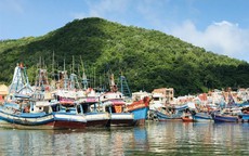 TPHCM kiện toàn Ban Chỉ đạo chống khai thác thủy sản bất hợp pháp