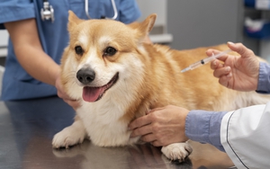 Đề xuất chi 23 tỷ đồng/năm tiêm vaccine cho gia súc, gia cầm và chó, mèo