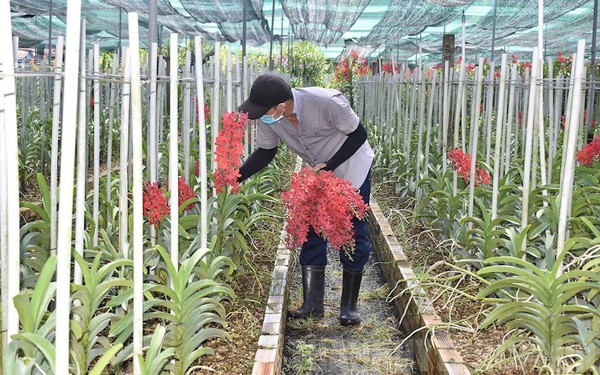 TPHCM phấn đấu đạt 14.000 tỷ đồng giá trị sản xuất hoa, cây kiểng vào năm 2030
